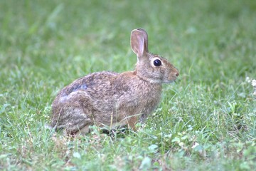 Naklejka na ściany i meble Rabbit in the grass.