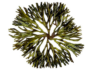 Codium fragile, dead man's fingers seaweed round shaped png clip art isolated on transparent background 