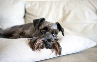 Close up Closeup shot of a black mini schnauzer dog lying on a grey couch in the living room. Cozy,...
