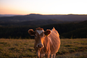 cow on the pasture