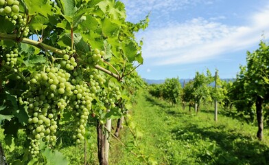 Fototapeta na wymiar White grapes ripening on the hillside vineyards in mid-summer.