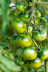 Green tomatoes growing on branches MADE OF AI