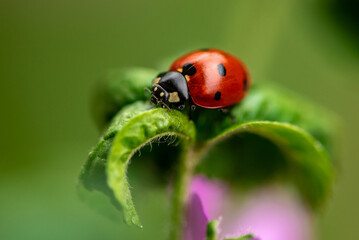Macro di Coccinella