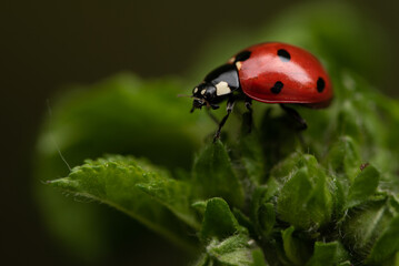 Macro di Coccinella