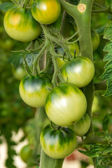 Fototapeta premium Green tomatoes growing on branches MADE OF AI