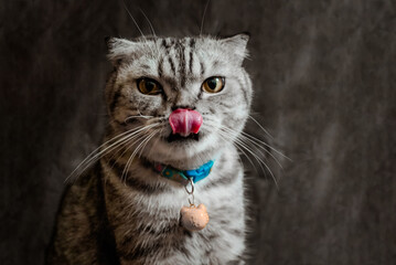 white poodle and gray calico cat close-up portrait photography in studio