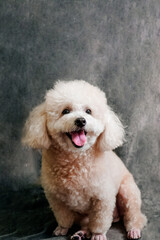 white poodle and gray calico cat close-up portrait photography in studio