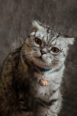 white poodle and gray calico cat close-up portrait photography in studio