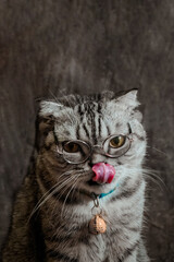 white poodle and gray calico cat close-up portrait photography in studio