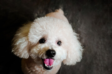white poodle and gray calico cat close-up portrait photography in studio