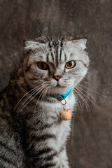 white poodle and gray calico cat close-up portrait photography in studio