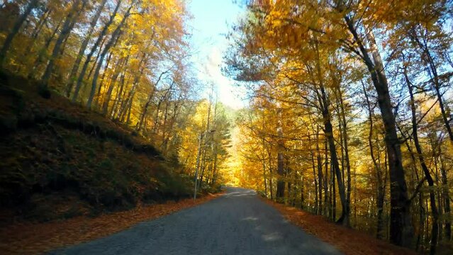 Curving cobblestone road leading trough deciduous woods in Autumn. Road trip through national park in lush fall at Yedigoller, Turkey Country. Beautiful landscape on road at autumn on sunny day
