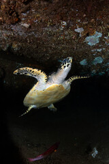 Hawksbill Turtle - Eretmochelys imbricata at the famous Liberty shipwreck. Sea life of Tulamben, Bali, Indonesia.