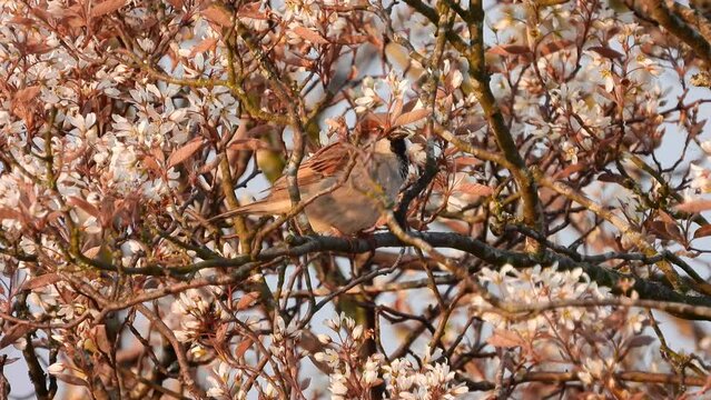 Haussperling (Passer domesticus) 
