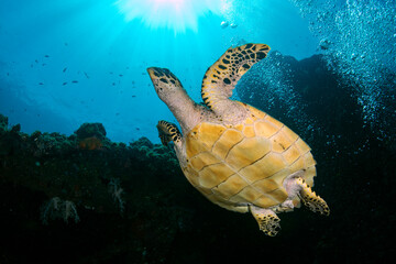Hawksbill Turtle - Eretmochelys imbricata at the famous Liberty shipwreck. Sea life of Tulamben, Bali, Indonesia.