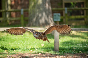 Owl in flight