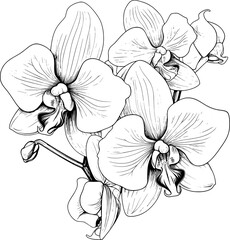 Botanical Line Art Orchids
