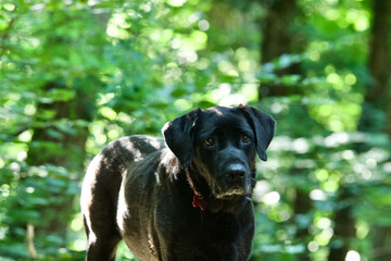 Portrait of an anxious Black labrador retriever dog in a french forest  in summer in a bright morning light. It looks like a lost dog.