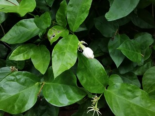 Thai people like to use jasmine to float cold water to drink. Hundreds are garlands And jasmine is also a symbol of Mother's Day with a pure white color. Sends fragrance far and long.
