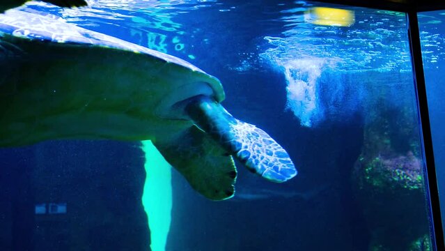 A large sea turtle swims in the aquarium