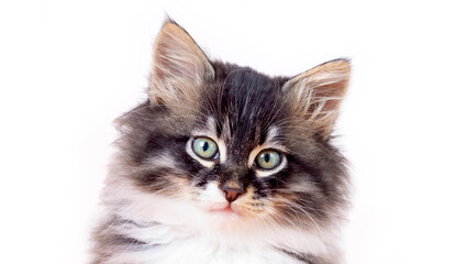 Pet animal; cute cat indoor. Longhaired Norwegian Forest cat kitten