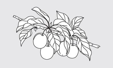 Outline Plum Tree Branch with Fruits.