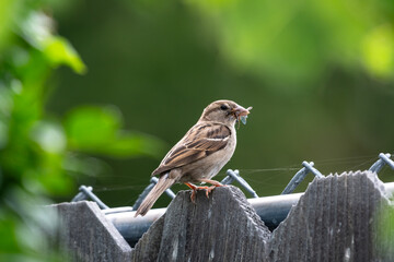 House Sparrow sitting on a wooden fence eating a bug