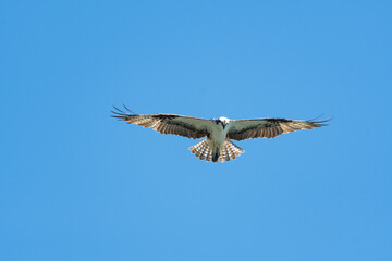 Osprey in flight with full wing span open and tail flared hunting for food.