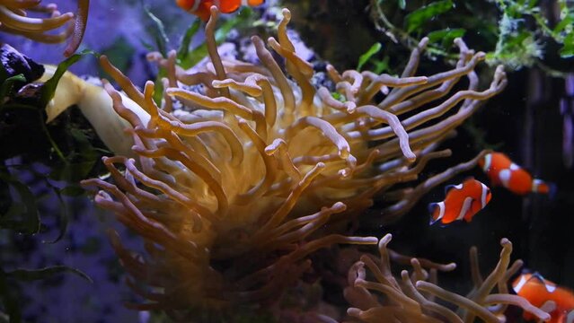 bubble tip anemone move poison tentacles and protect vulnerable fish young ocellaris clownfish colony, water flow, reef marine aquarium hobby for experienced aquarist, pet shop, actinic LED low light