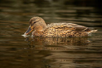 Mallard swimming on the water