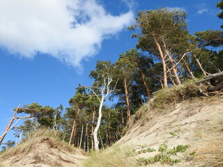 trees on the beach of the curonian spit in russia