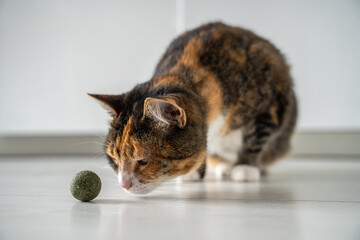 Playful cat hunting to toy ball from catnip for healthy clean teeth at home. Satisfied fluffy kitten enjoy treat for domestic pet mint snack. Cat mental health. Fluffy cat have fun with catmint 