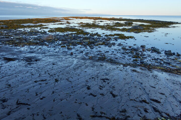 Northern seascape. Tersky coast of the White Sea. Murmansk region, Russia. The White Sea coast in Karelia in summer. Low tide. Littoral.