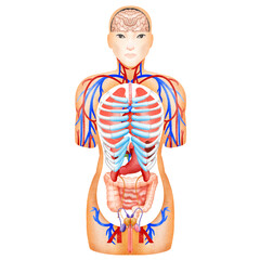 body anatomy isolated