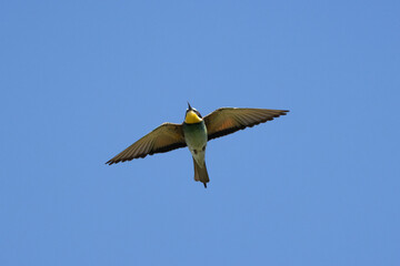Bienenfresser (Merops apiaster)