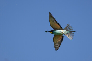 Bienenfresser (Merops apiaster)