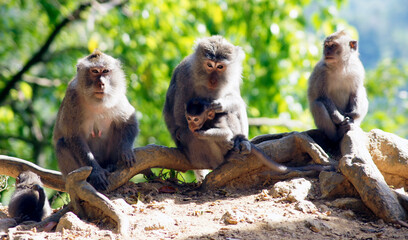 Bali Macaques, Monkeys on Lombok Island, Indonesia