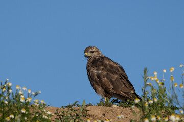 Mäusebussard (Buteo buteo)