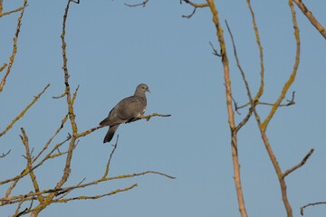 Hohltaube (Columba oenas)