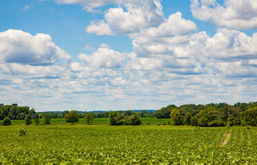 large crop in field with trees and a blue sky with puffy clouds