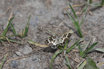 Fleckleib-Labkrautspanner (Epirrhoe tristata)