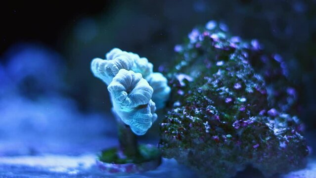 trumpet coral small frag in powerful circular current of nano reef marine aquarium, hard to keep species organism colony grow in live rock ecosystem, actinic blue LED light, glass refraction bokeh