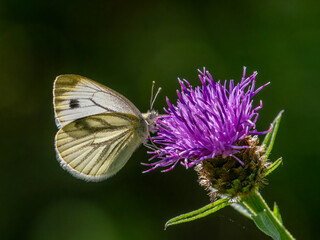 Green veined butterfly on flower