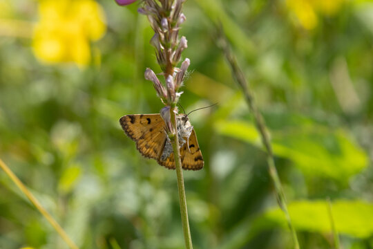 Braune Tageule (Euclidia glyphica)