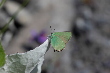 Grüne Zipfelfalter (Callophrys rubi), auch Brombeer-Zipfelfalter