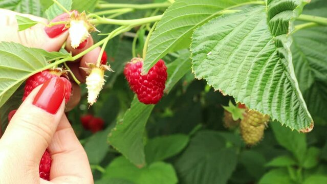 Female hands picking ripe raspberries from a bush, close-up. Concept farmer, season, vitamins, health, gardening, harvest, berries, farming, diet, dessert, fiber,raw,food,organic,vegetarian, nutrition