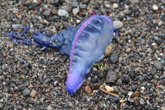 Portugiesische Galeere liegt am Strand