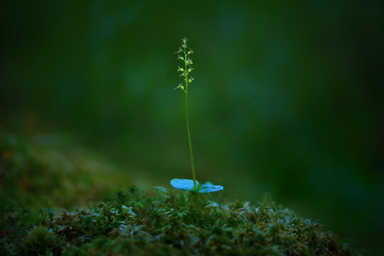 Neottia cordata - Listera cordata - the lesser twayblade or heartleaf twayblade, is an orchid.