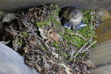 Zaunkönig füttert junge im Nest