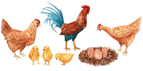 chicken watercolor © IULIIA